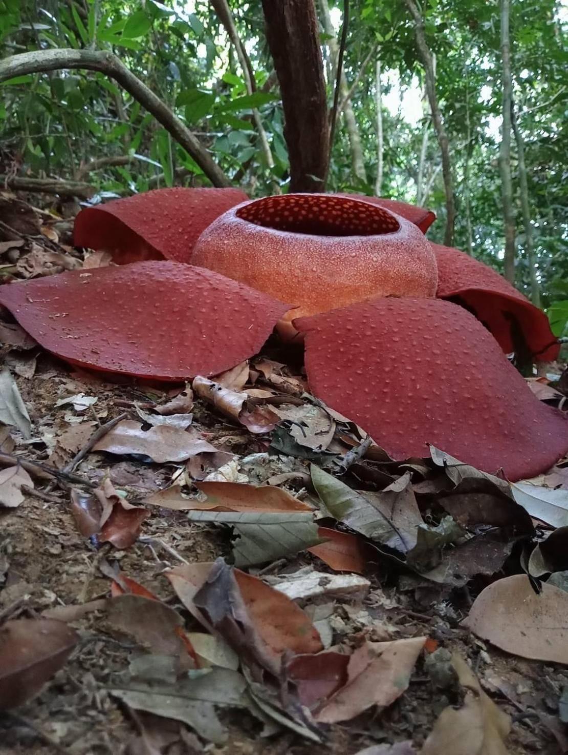 Khao Sok National Park Cosy Garden Khao Sok酒店 外观 照片